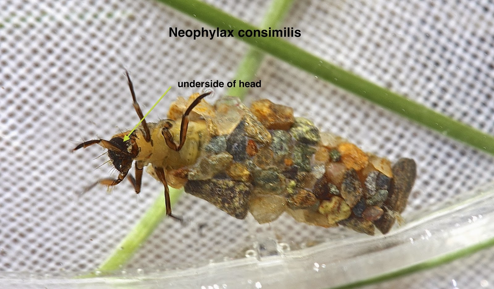 Aquatic Insects of Central Virginia The Uenoid caddisfly season begins