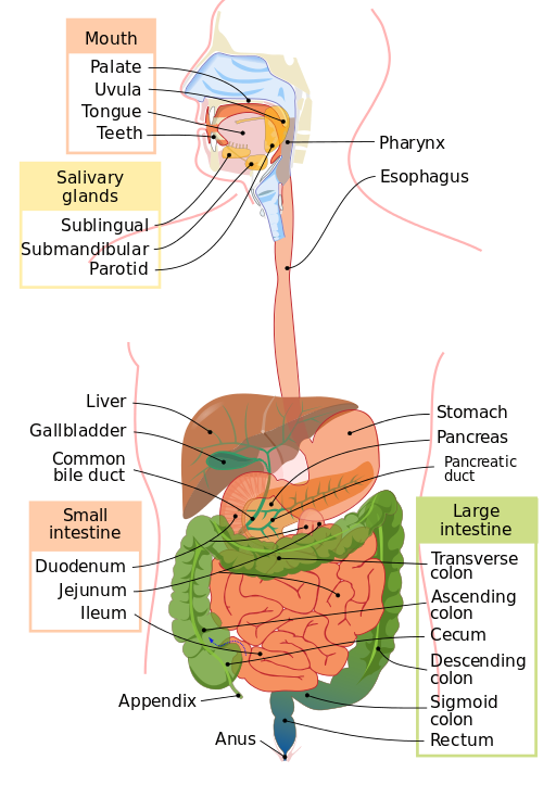 cbse papers questions answers mcq cbse class 12 biology human nutrition