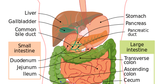 CBSE Papers, Questions, Answers, MCQ: CBSE Class 12 - Biology