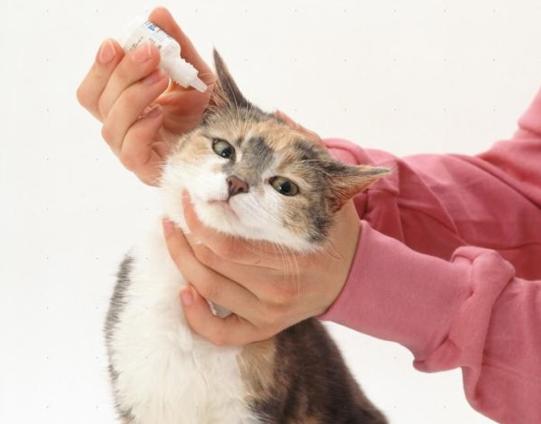 Here Home Ear Mite Medicine For Cats Here Home Ear Mite Medicine For Cats