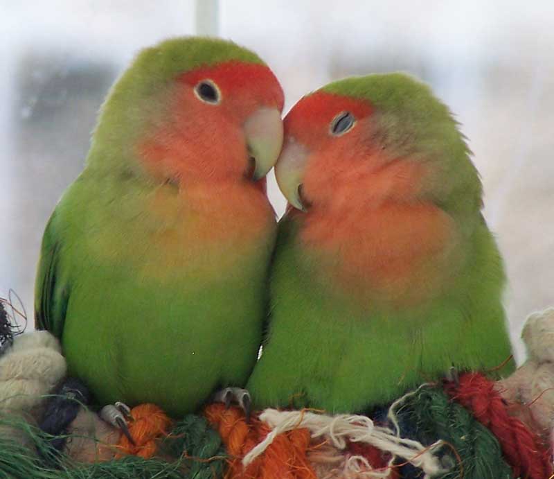 cute love birds wallpapers 39 s world of creation love story template