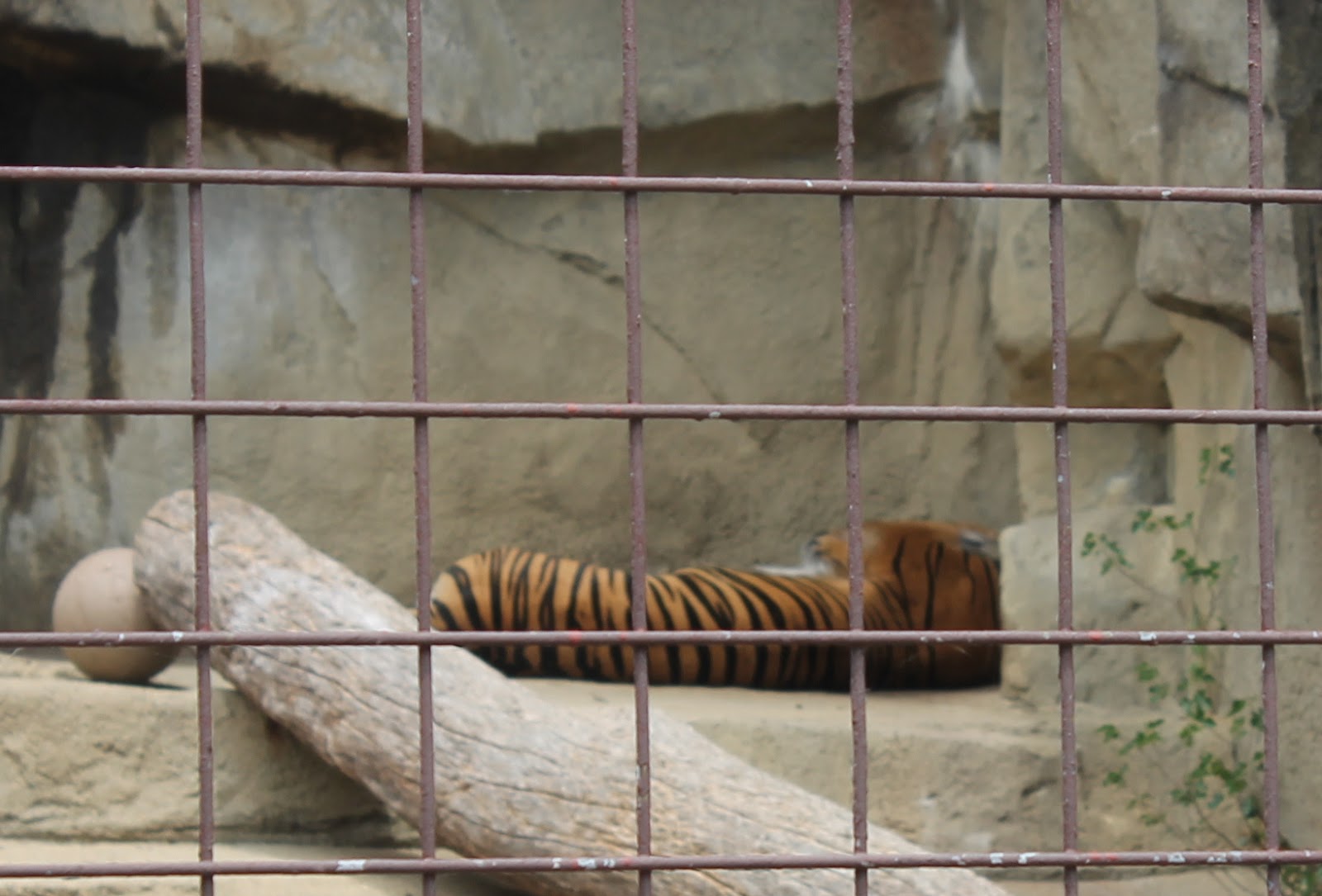 Hoorahoopti Away Miller Park ZooBloomington, IL