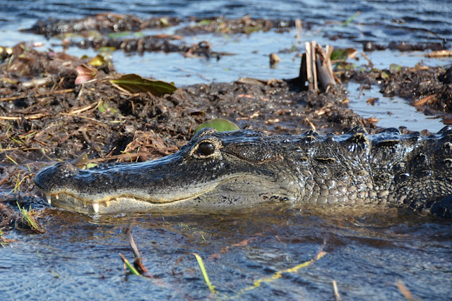 Everglades Rivers alligator
