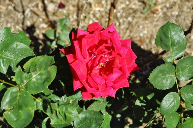 roses Colorado Springs coloradoviews.filminspector.com