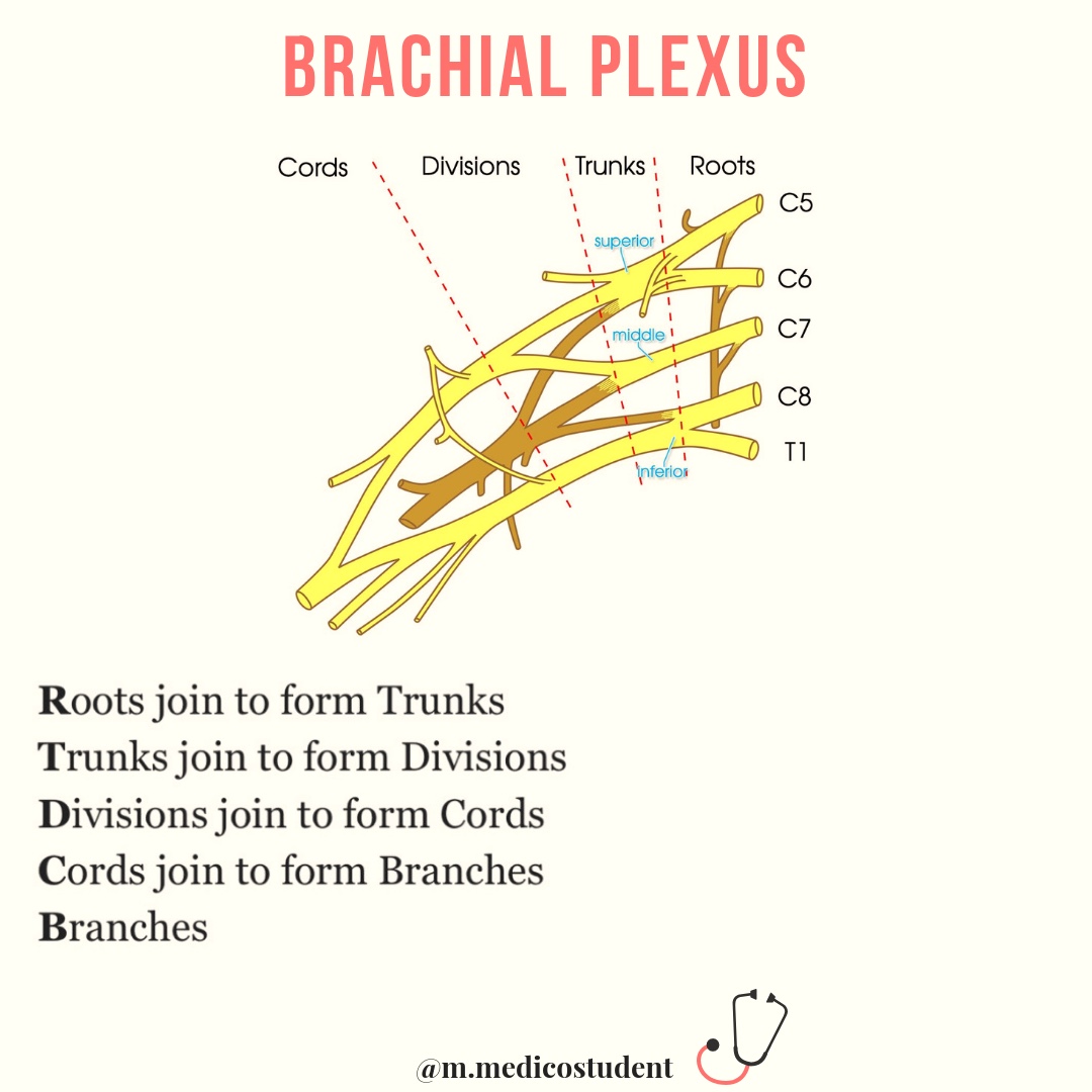 brachial plexus mnemonics medico student brachial plexus mnemonic