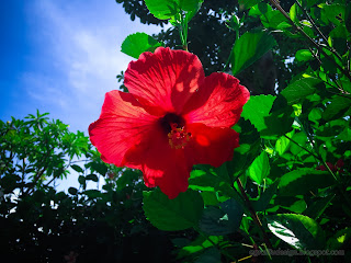 Sweet Red Hibiscus Rosa-sinensis Flower Blooming In The Sunny Day At Tangguwisia Village, North Bali, Indonesia