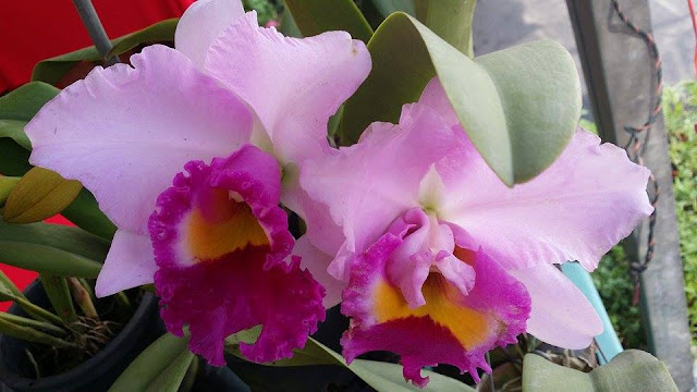 Orchid Collection From Royal Flower