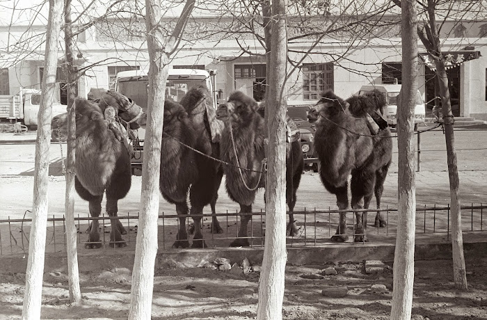 Qinhaï, Golmud, chameaux, © L. Gigout, 1990