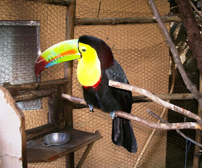 wildlife animal photography in Nicaragua