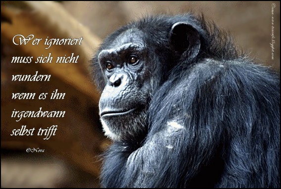 Get Spruch wegschauen For iPhone