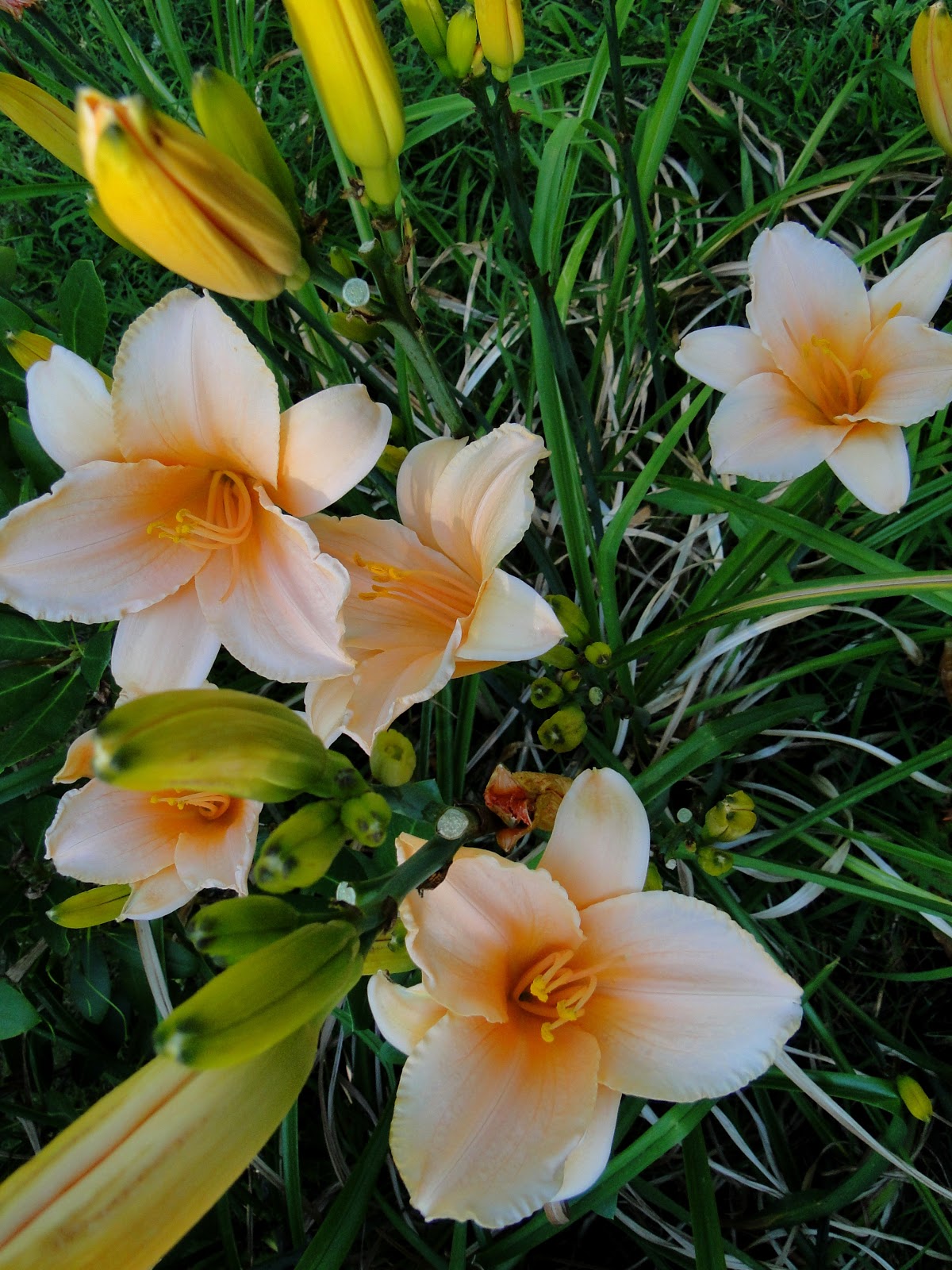 The Green's Backyard Ruffled Peach Daylily