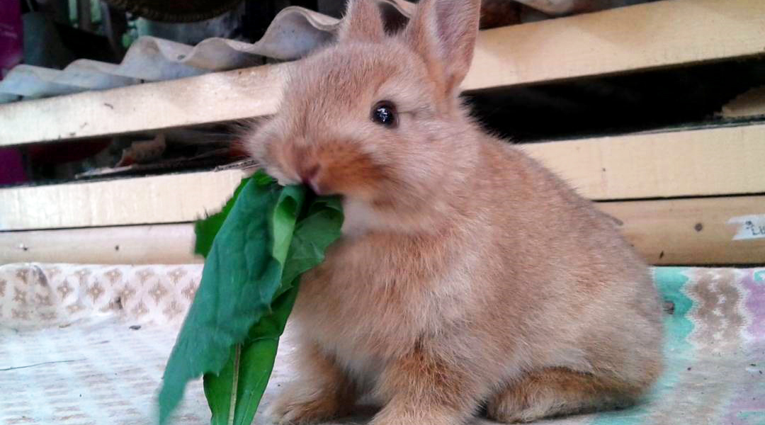 gambar kelinci dari origami gambar kelinci pensil gambar kelinci pakai pensil bulu cantik kelinci