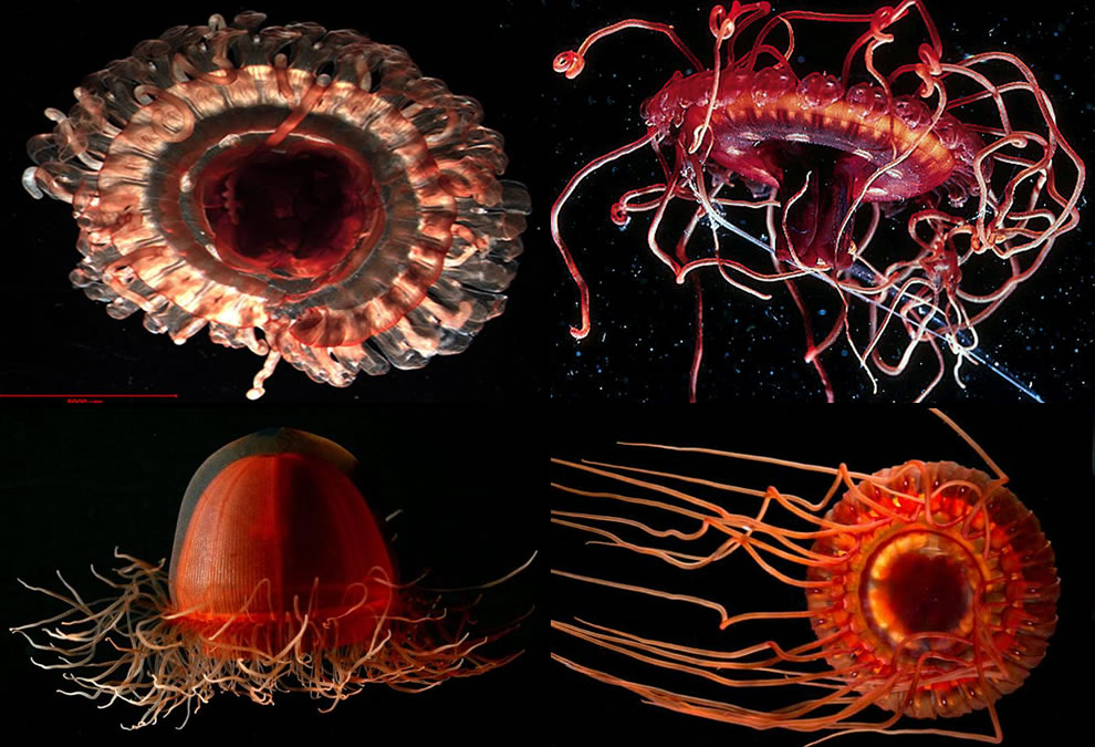 Alam Mengembang Jadi Guru UFO Perairan UburUbur