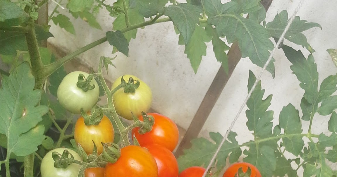 merawat tanaman tomat organik