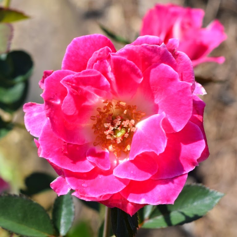 Garden Musings: Griffith Buck Rose