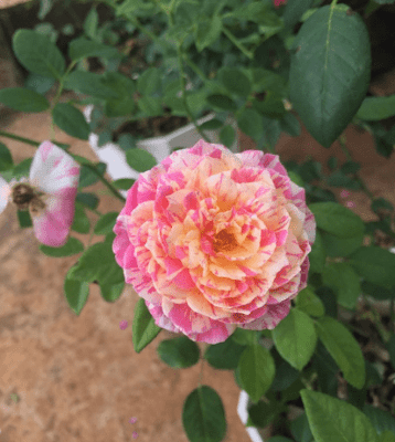 Hoa hồng 4