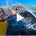 Surfista é atingido no rosto por polvo gigante brigando com foca