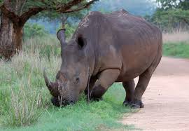 wild-animal wild-animal