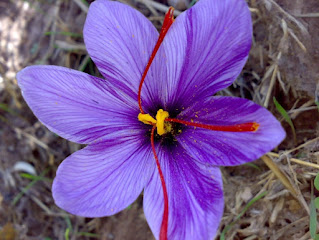 Saffron Flower, Wikipedia, stamen and stigma