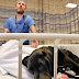 Ce labrador refuse de quitter le lit d’hôpital de cet enfant. Sa raison? Bouleversante…