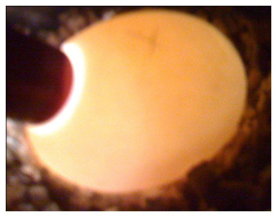 Urban Tortoise Tortoise Season