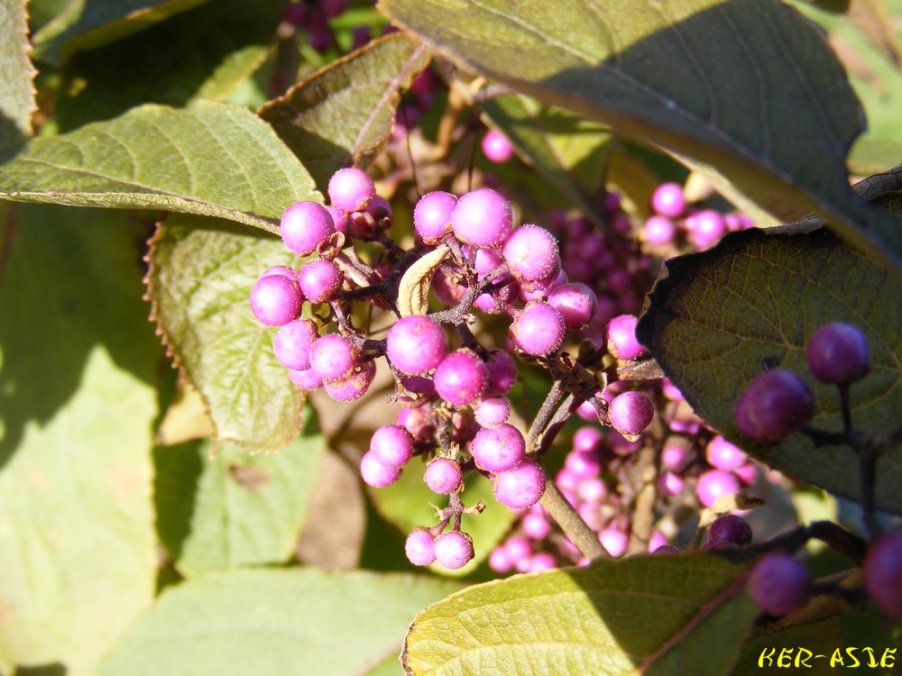 Choisya Ternata Stock Photos Choisya Ternata Stock Images Alamy