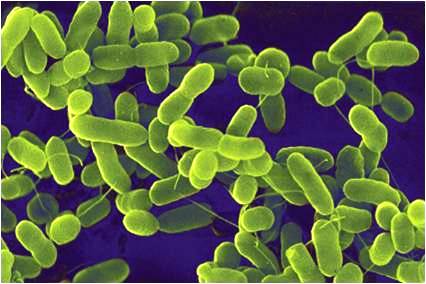 difference between bacteria and cyanobacteria biology exams 4 u