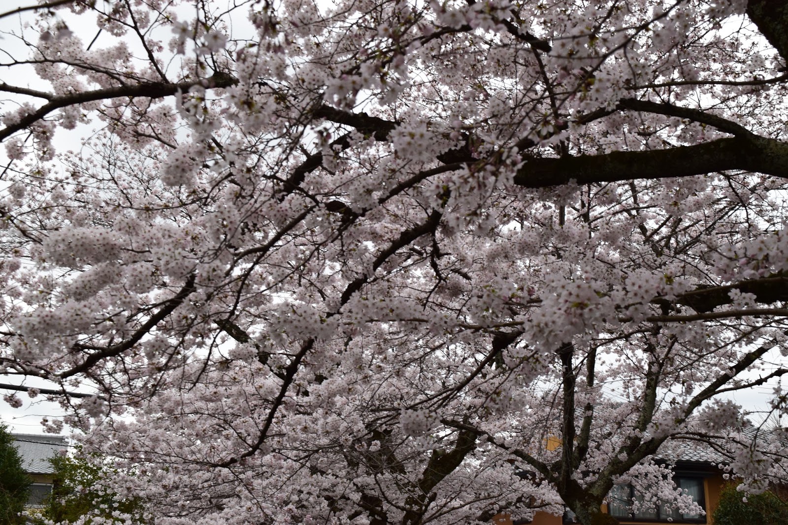 Sakura Kyoto