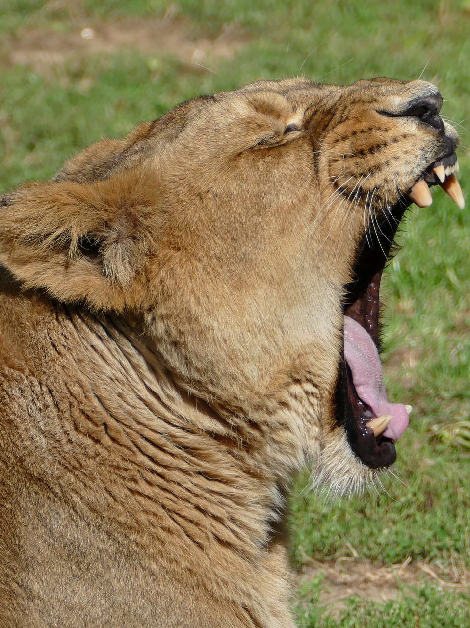 A lioness with mouth wide open.