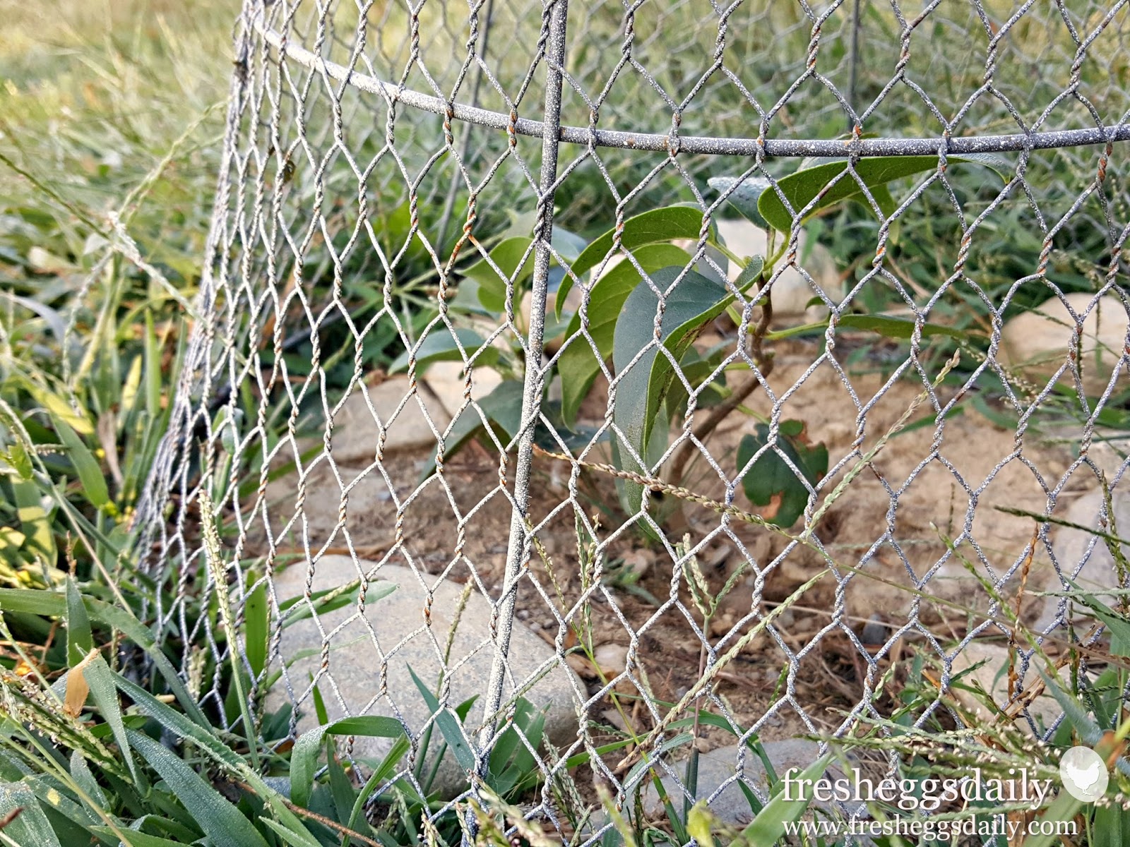 Choosing the Right Fencing for your Chicken Coop, Run or Garden - Fresh  Eggs Daily® with Lisa Steele