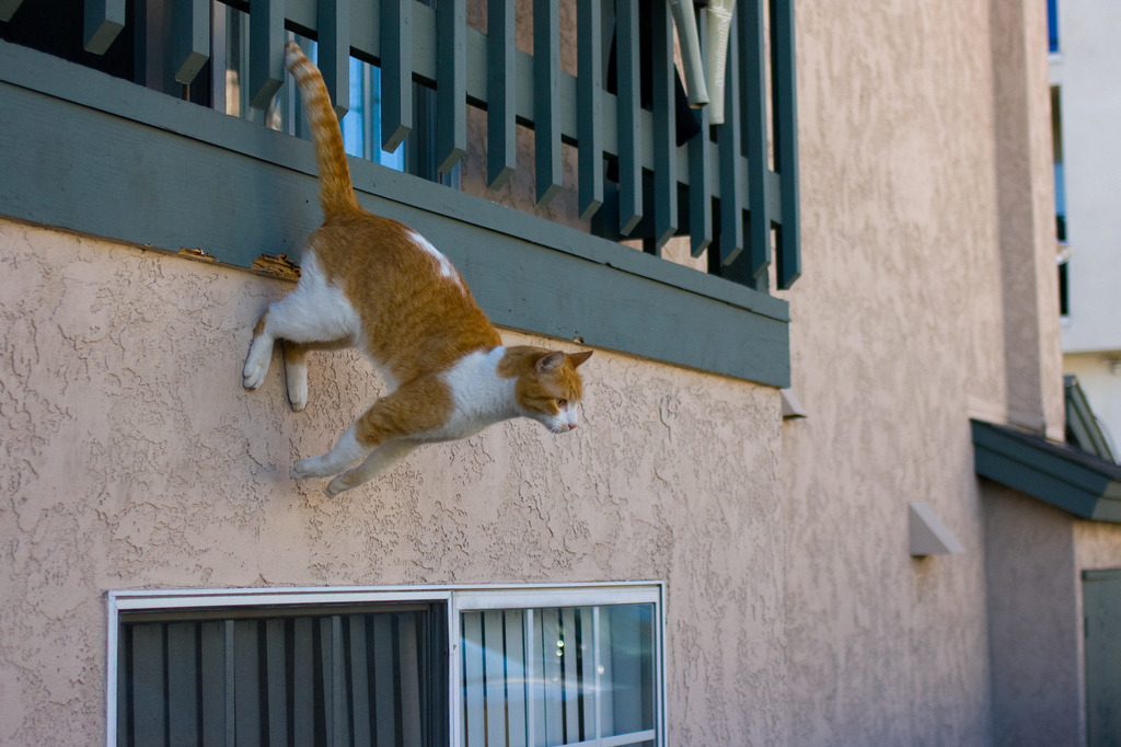 Кошка хочет гулять. Кот на перилах балкона. Коты на балконе. Кот лезет в окно. Кошка спрыгивает.