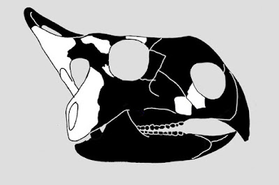 Montanoceratops skull