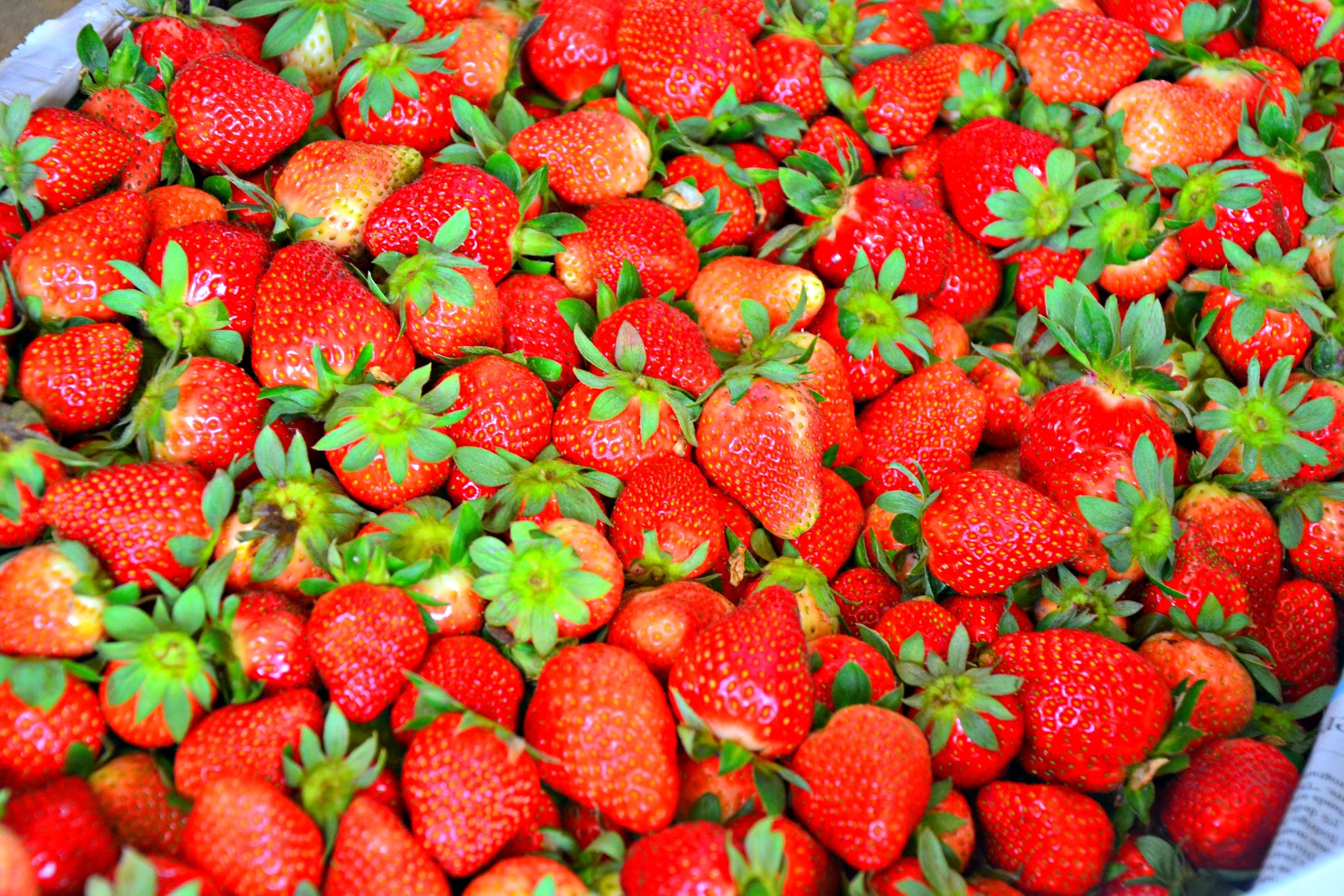 La Trinidad Strawberry Farm Benguet