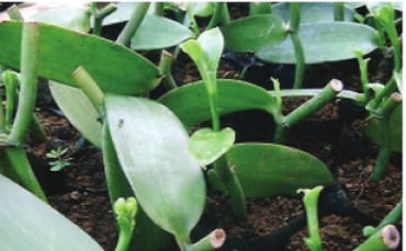 Cara Menanam Vanili Di Lahan Sempit Bikin Untung