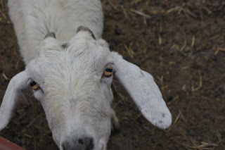 Los ojos de la cabra