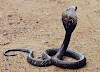 3 Minute Stories For Storytelling - The Holy Snake and your Greed