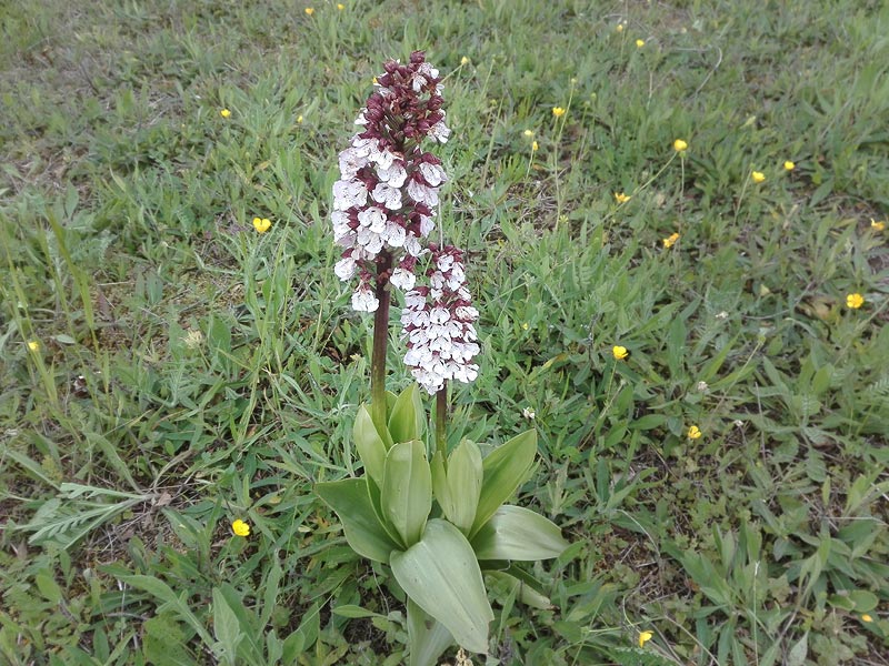 balade de printemps