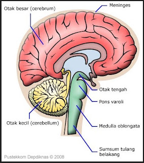 Saraf yang membawa pesan dari otak berbeda dengan jalur saraf yang membawa pesan ke otak