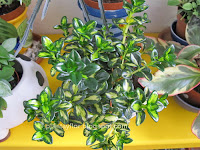 Nematanthus gregarius 'Variegata'