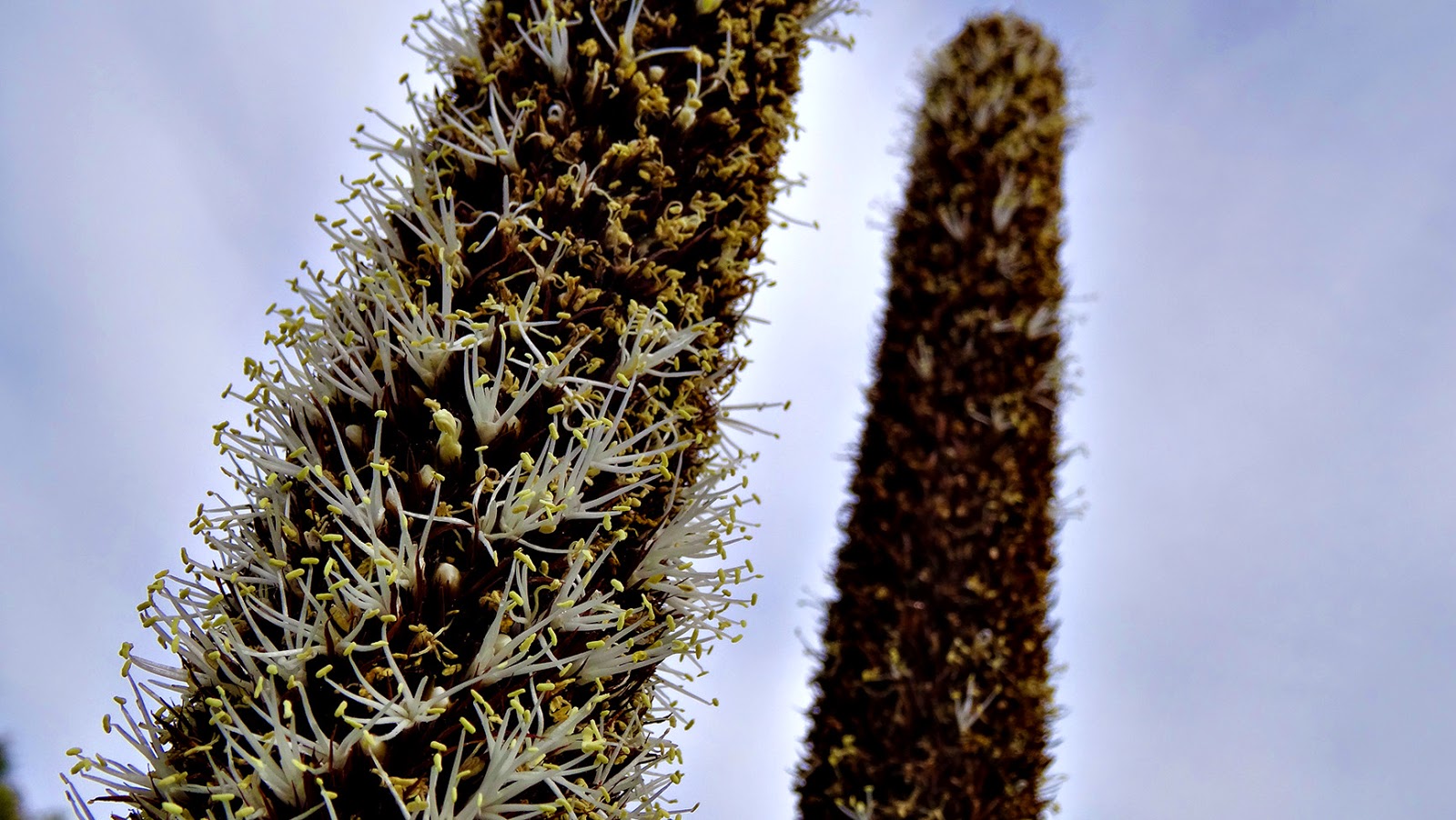 Melbourne Fresh Daily MELBOURNE STREET TREES 87 GRASS TREE Melbourne Fresh Daily MELBOURNE STREET TREES 87 GRASS TREE