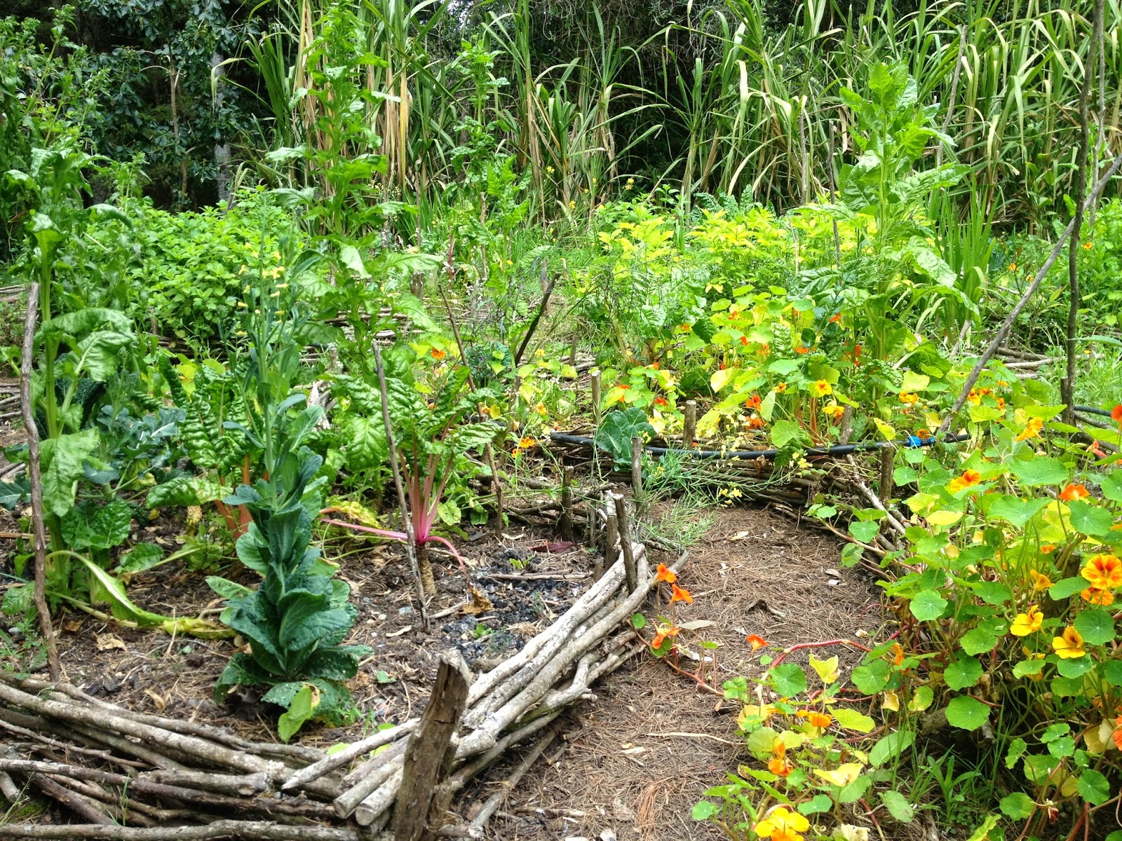 Natural Farmingthe wisdom of Masanobu Fukuoka