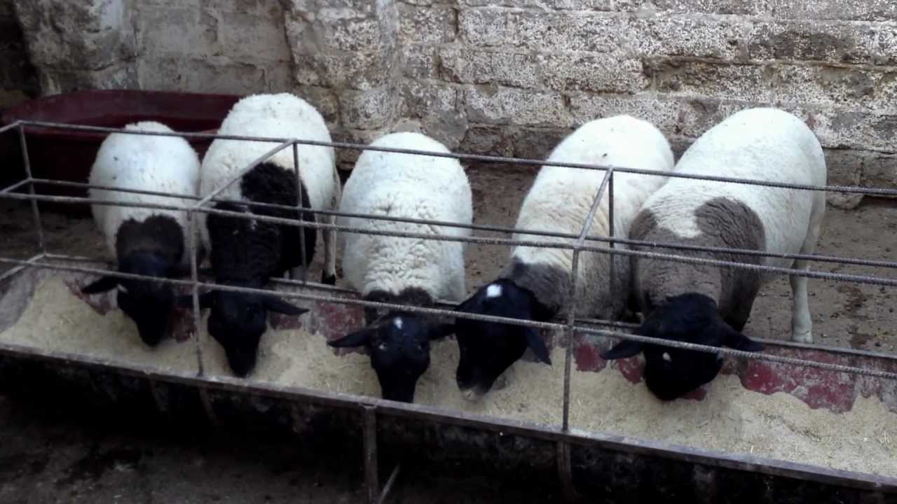 crianza de borregos para engorda como engordar borregos