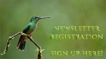 Newsletter Registraion