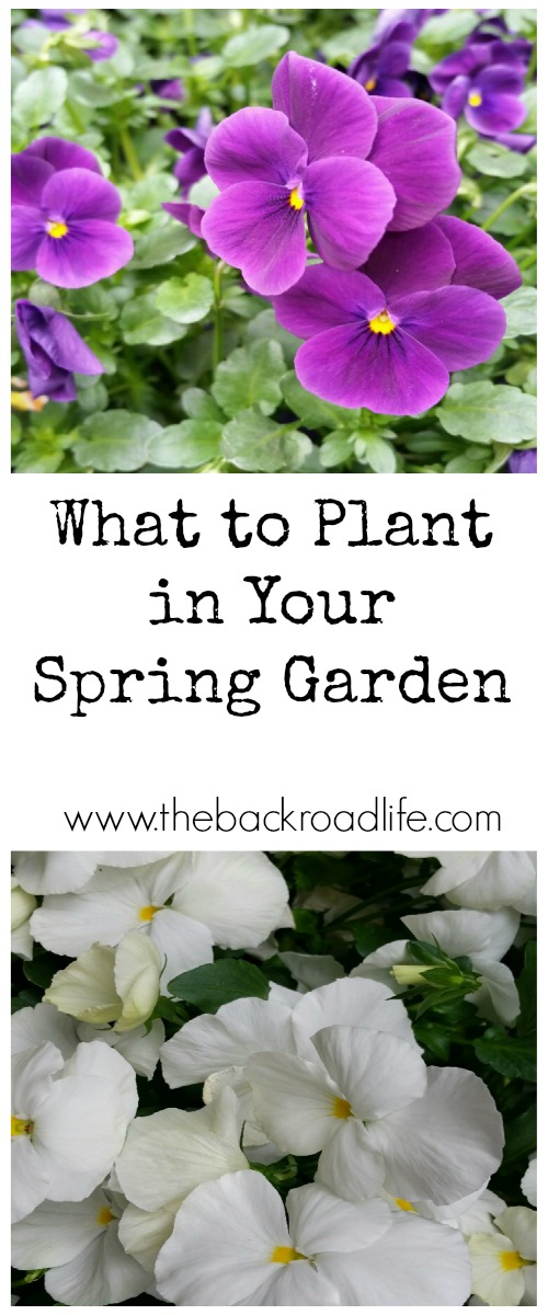 The Backroad Life What to Plant In Your Spring Garden