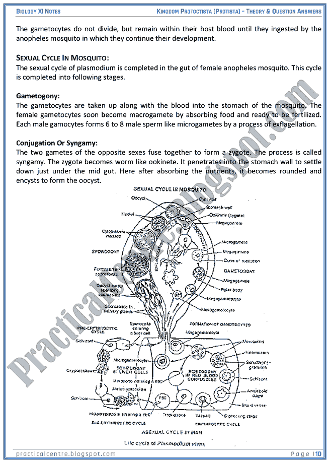 Kingdom Protista (Protoctista) - Theory And Questions Answers - Biology XI