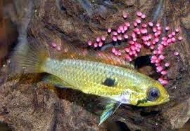 Cíclido Enano de Agassizii Cíclido Enano de Agassizii