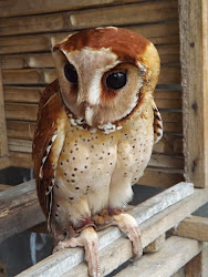 Burung hantu celepuk