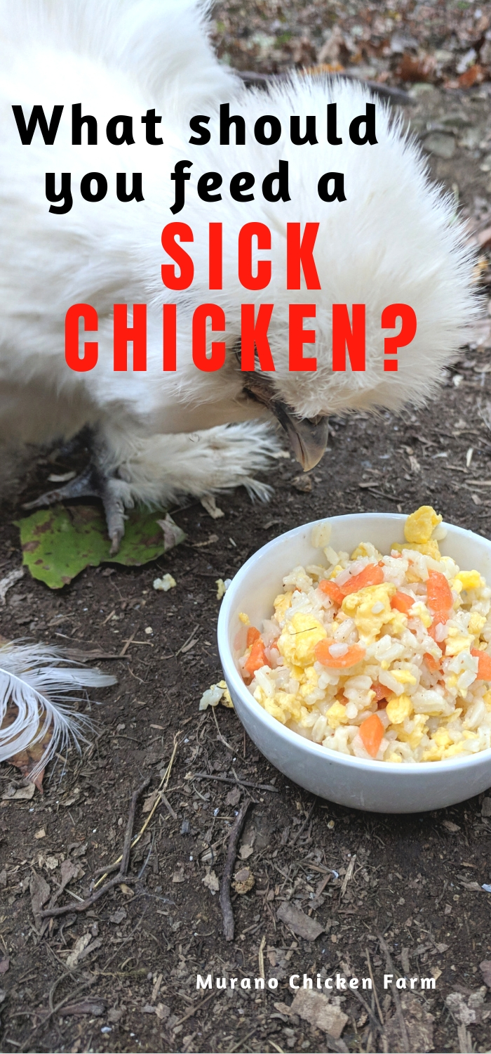 Feeding a sick chicken Murano Chicken Farm
