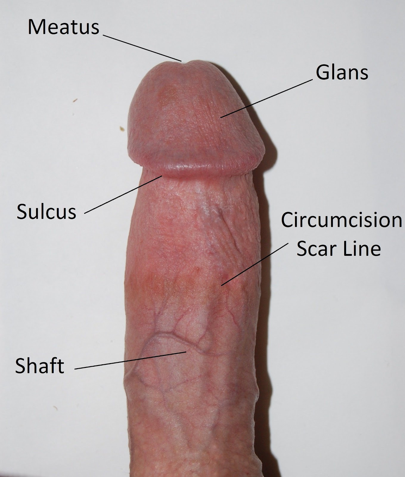 Facts About Penis 110