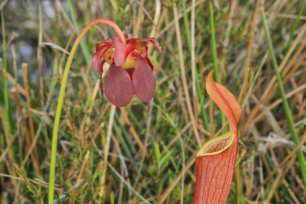 Sweet pitcher plant strong - Sarracenia rubra and care shipping